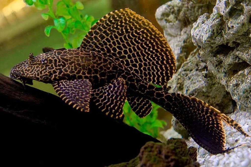 Аквариумный сом "Птеригоплихт"