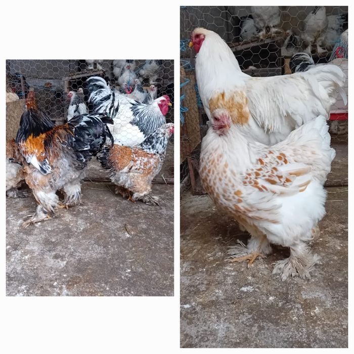 Oua Brahma exceptionale!