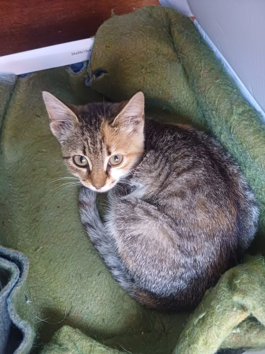 Котенок ищет дом