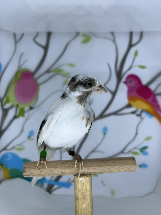 Canari rasa spaniola