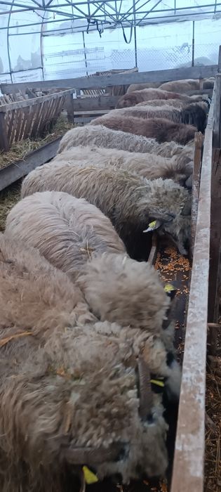 Vând oi 25 bucăți 10.00