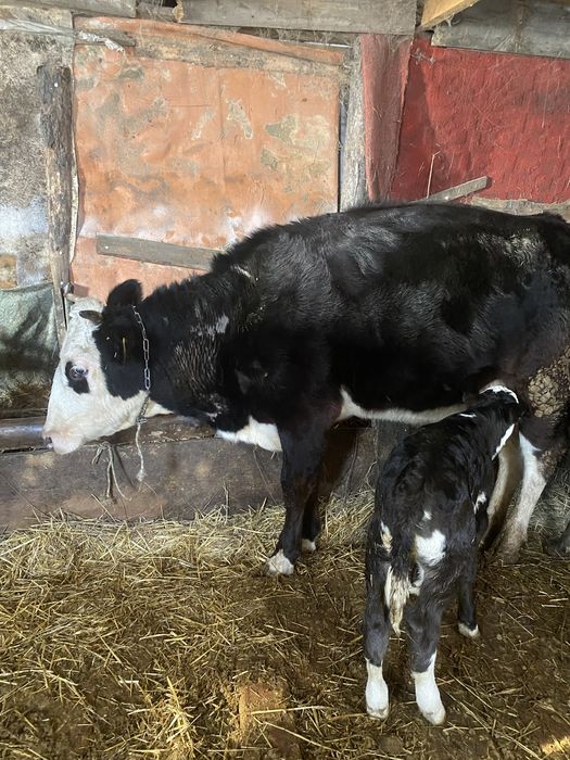 Продам  корову с теленком