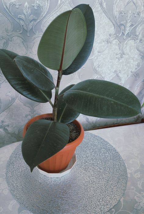 Продам цветок Фикус