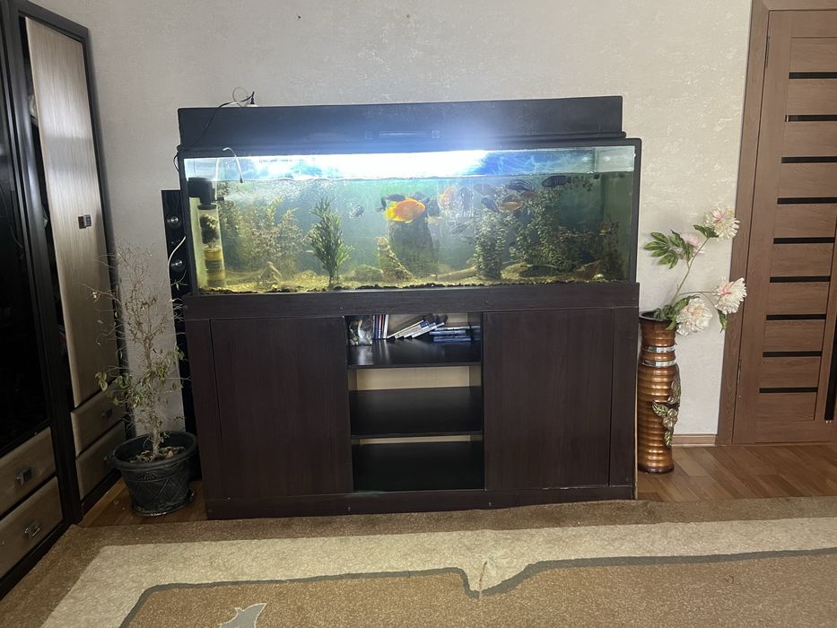 Продам аквариум с рыбами . Насос в подарок.