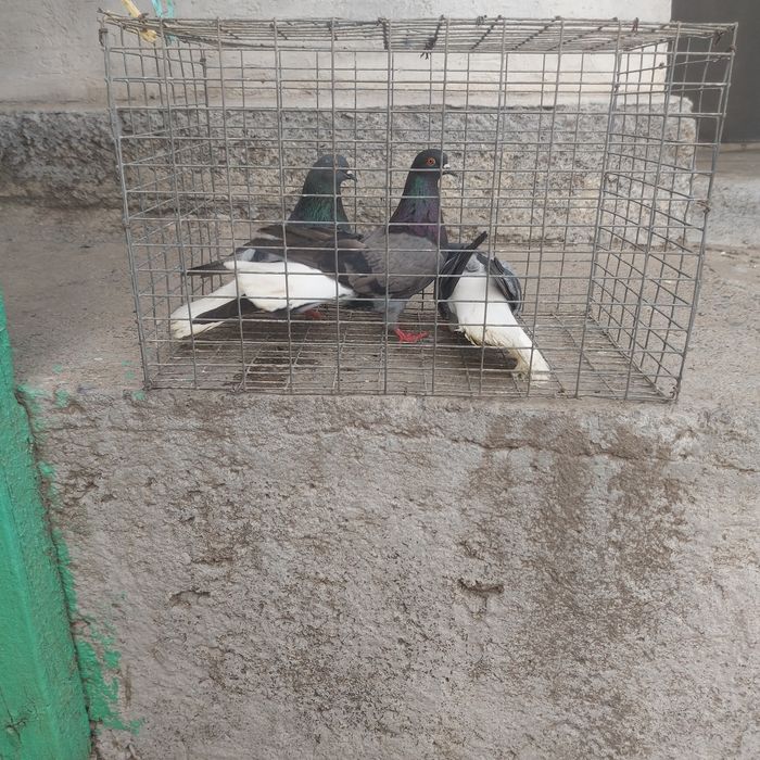 Бабочки сизи белахвость 2 пара