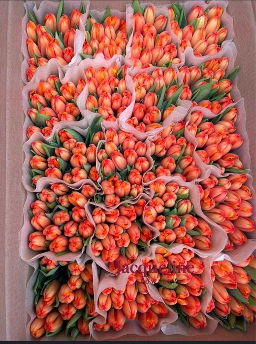 Тюльпаны оптом и в розницу
