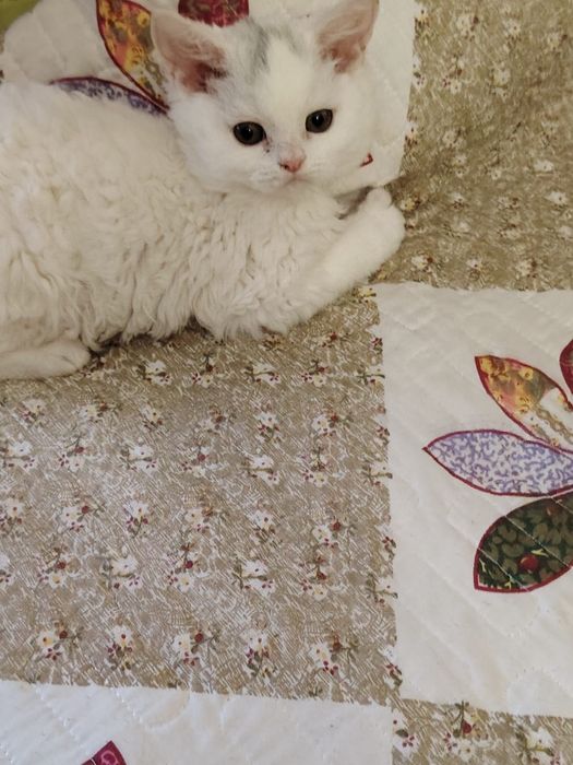 Селкирк рекс кудрявые котята