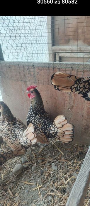 Себрайт лимон зотли товук тухумлари сотилади