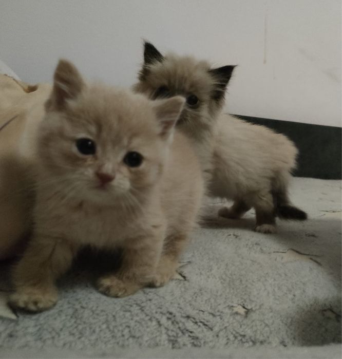 Милые котеночек в добрые руки