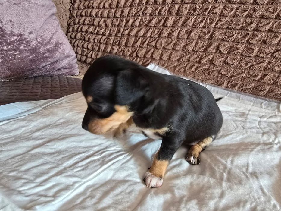 Продам щенков той-терьер