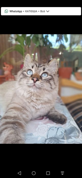 Котик бесплатно!