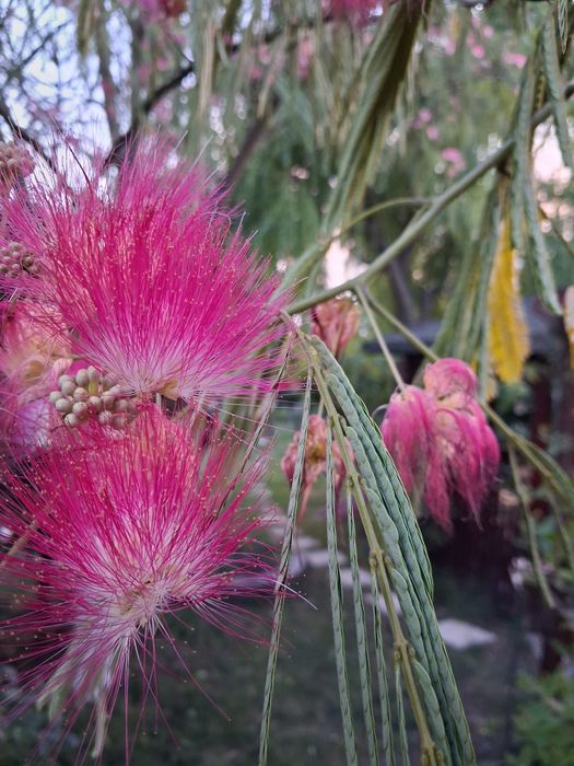 Arbore de mătase (albizzia)