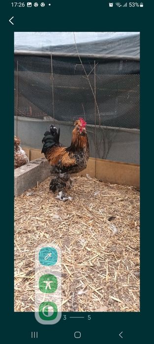 Vand oua pentru incubat de Strumski