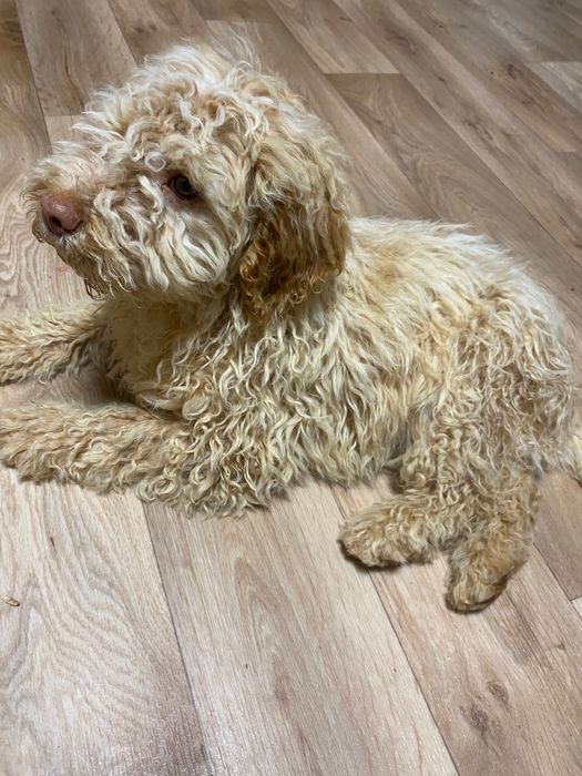 Лагото Романьоло