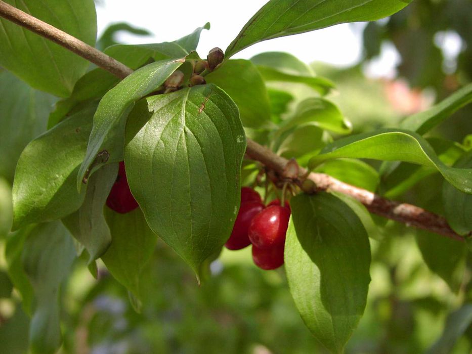 саженци Кизила свой садовый