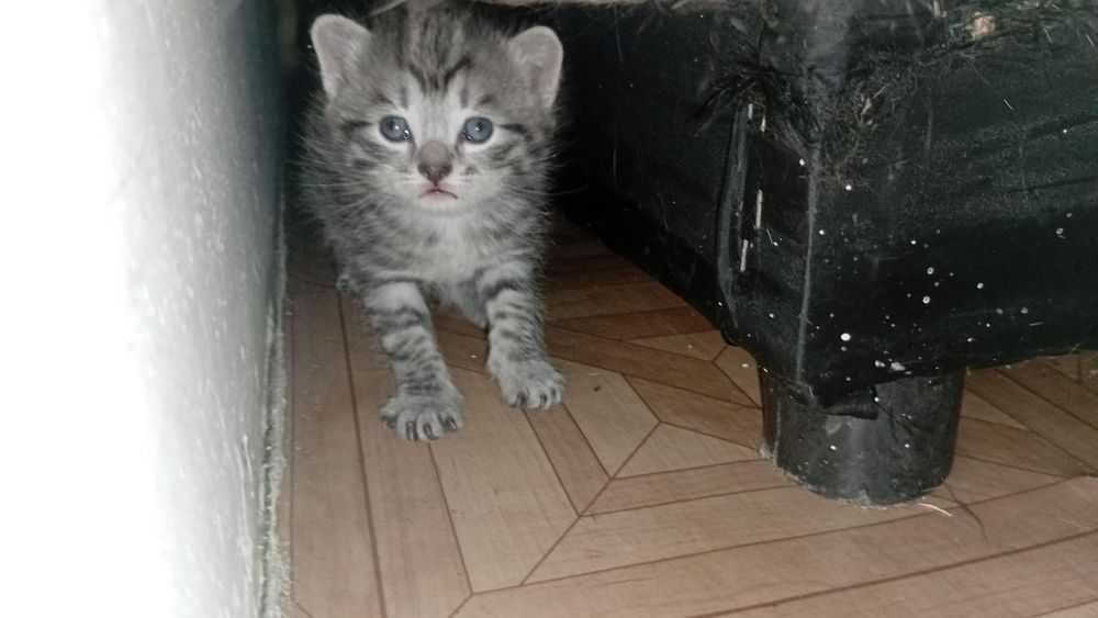 Отдам котят срочно