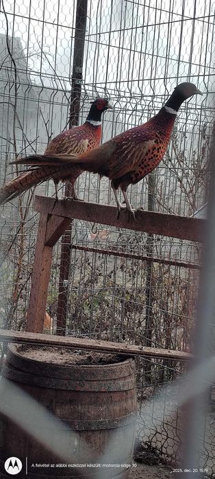 Vând cocoși fazani comun