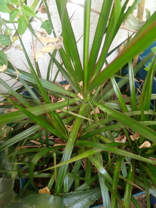 Фикус Бенджамина 1,5м