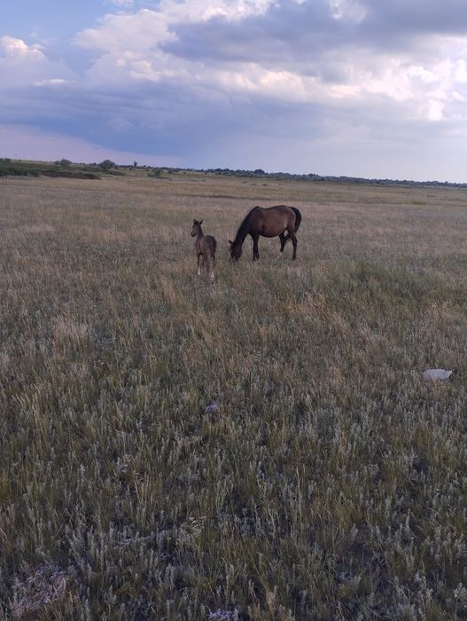 Продам кобылу с жеребенком