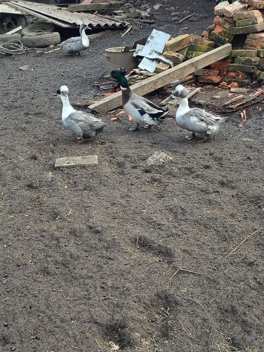 Disponibile oua pt. Incubat de gâsca și rată moțată.