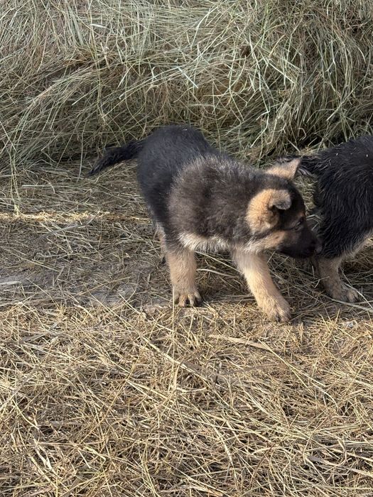 продам щенков немецкой овчарки