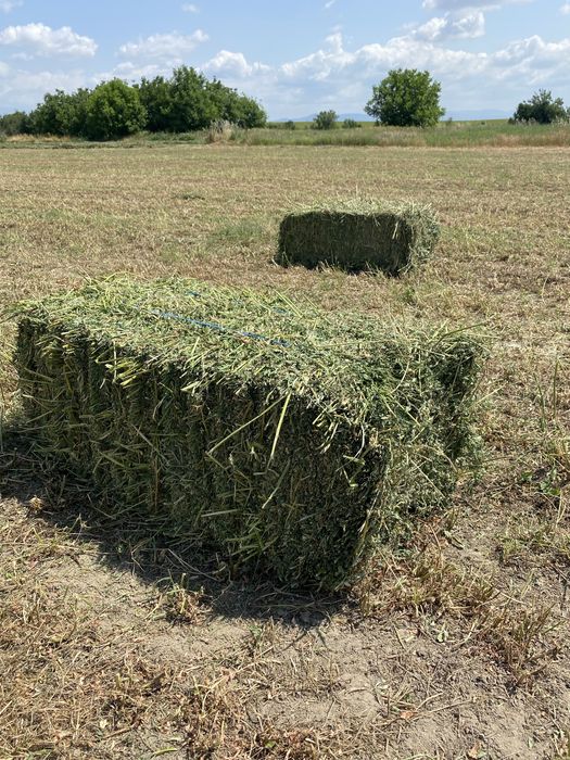 Рулонки ечимична