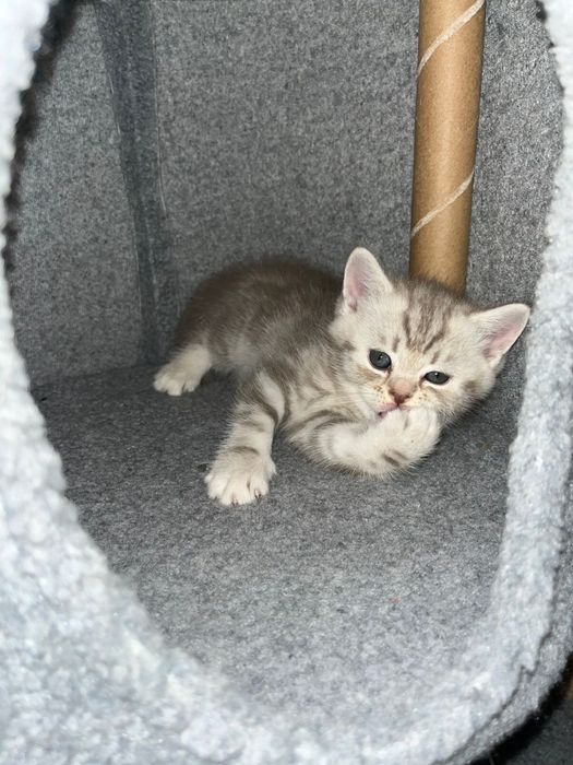 Котенок,шотланд-британский сладкий игривый