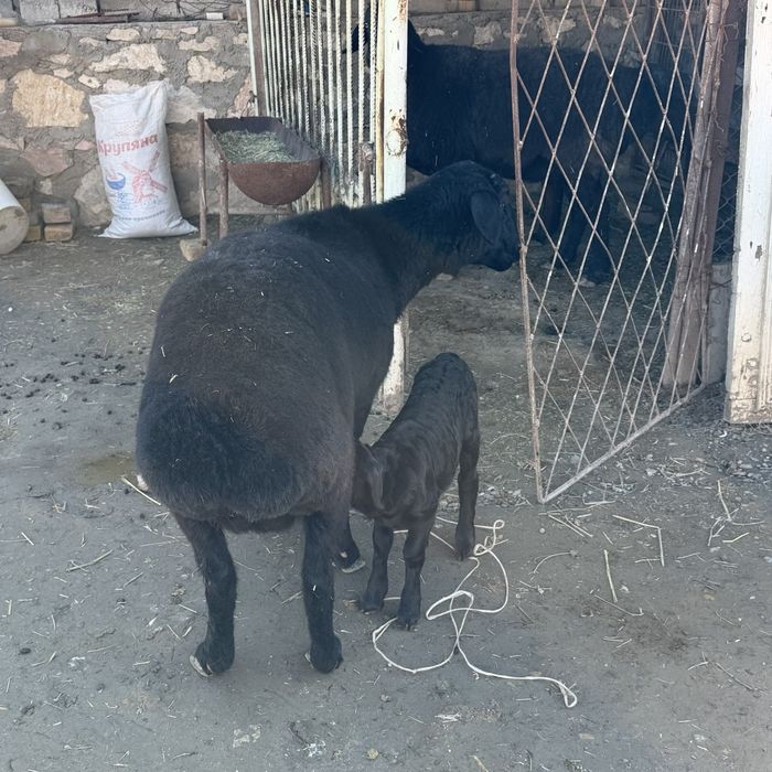 Куйлар сотилади сим жун