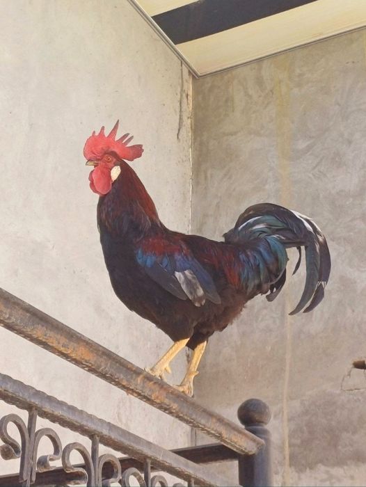 Продаётся петух с  большим гребнем!