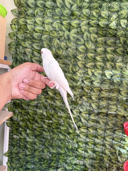 Ручной гаварящый попугай ожрелла