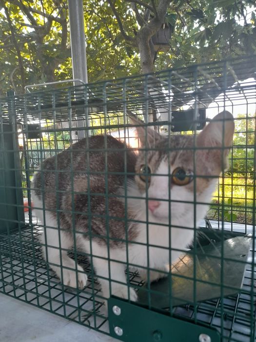 Подарявам мъжки котета