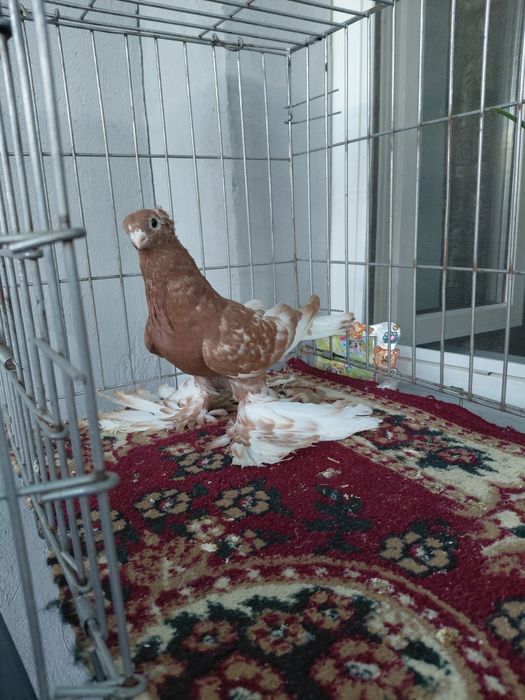 Голубь    капкан