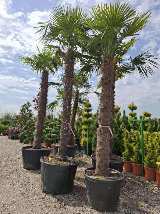 Vând plante ornamentale și livrez