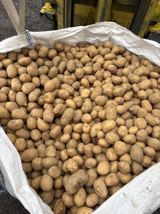 Семена картофи сорт Сорая и Белмондо 70ст.