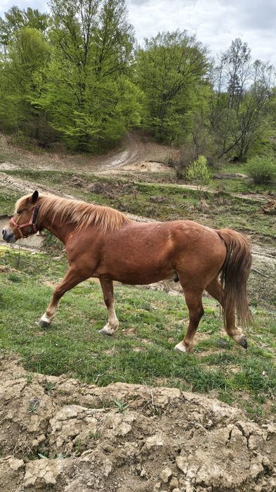 vând o iapă și un cal