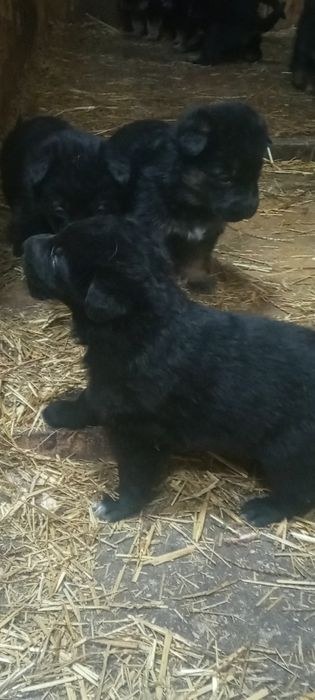 Щенки немецкой овчарки