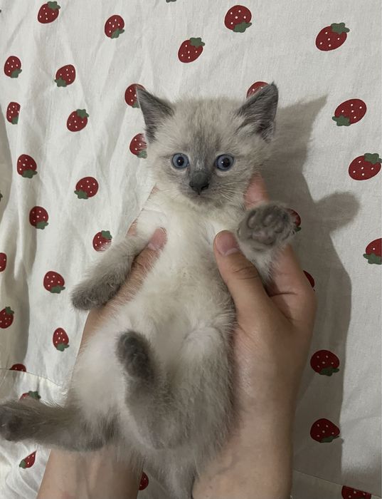 Котенок в хорошие руки
