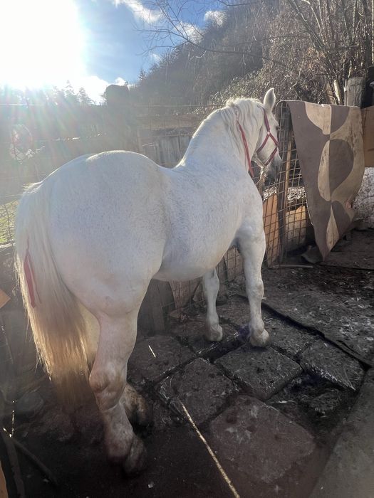 Armasar vand sau schimb