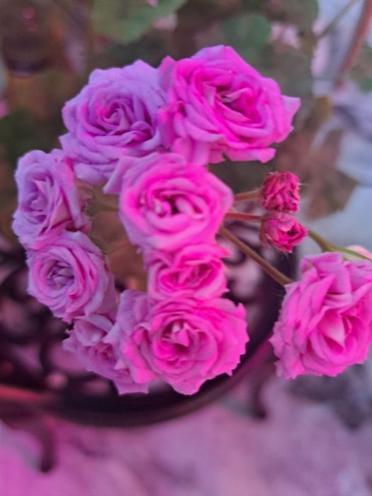 Коллекционная пеларгония