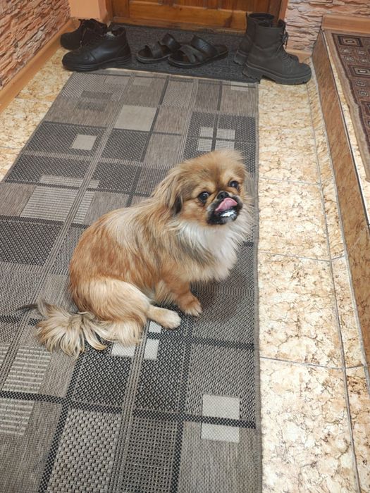 Пекинес ищет подружку