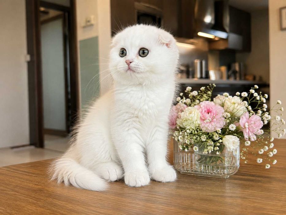Pisicuță albă Scottish Fold Longhair, cu Pedigree