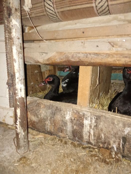 Утки шипуны тяжёлые породы