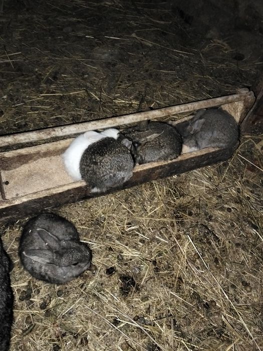 Продаются крольчата