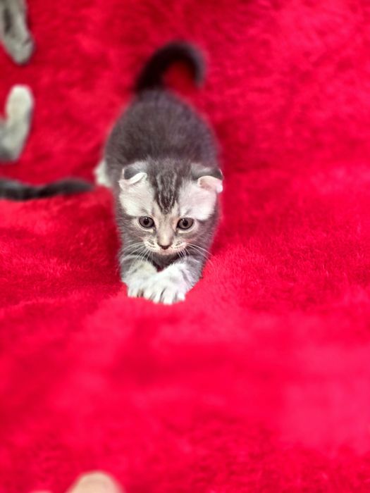Котята вислоухие Scottish Fold