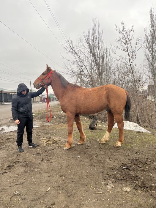 Продам мерина !!!