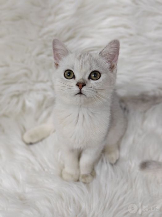 Котята Скоттиш Страйт