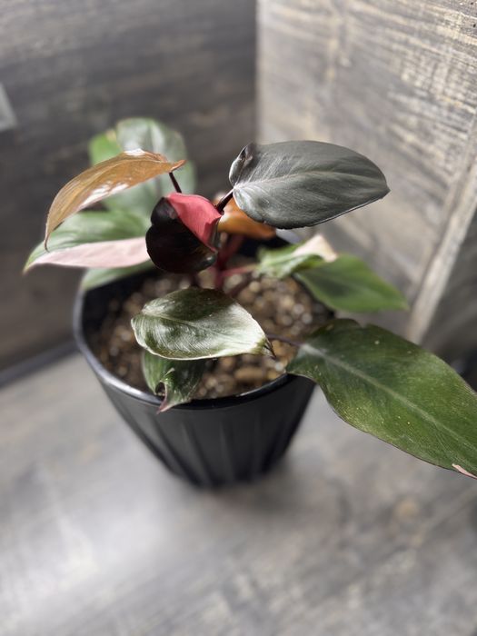 Филодендрон Red Queen Royale (US Hybrid)