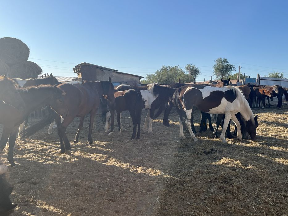 Үиір жылқы сатылады 29 бас