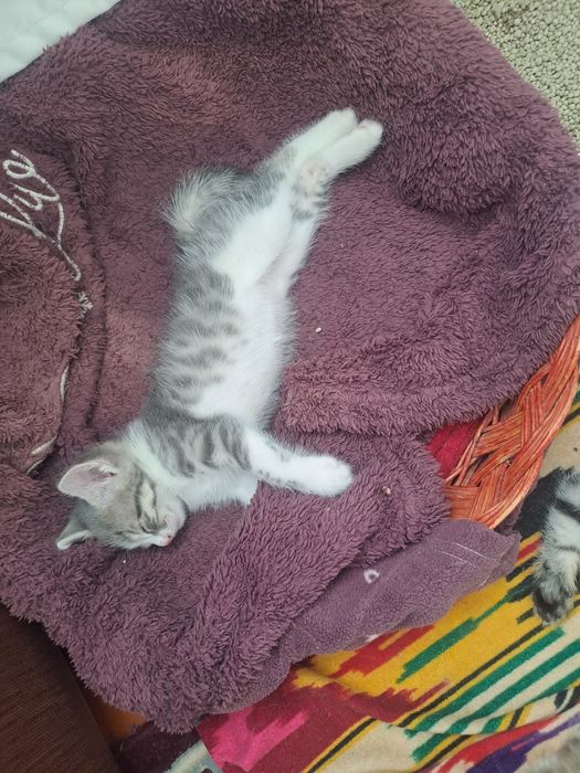 Мушук болалари бераман