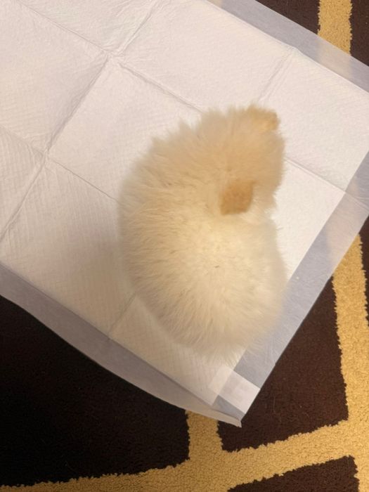 Vand pomeranian 2 luni